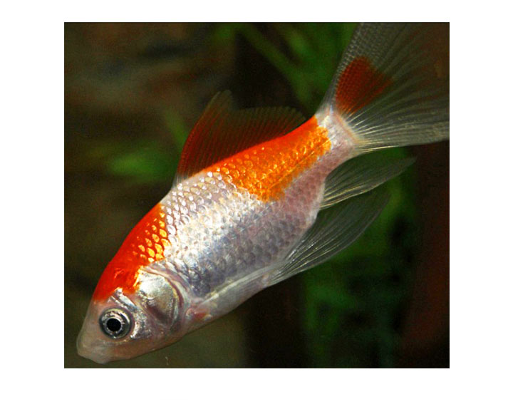 Poisson rouge et blanc - Comète Sarasa