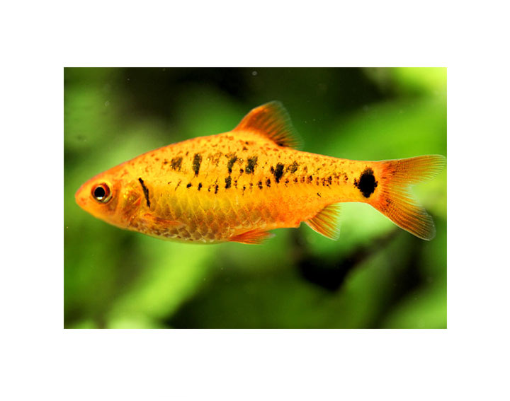 Barbus Schuberti