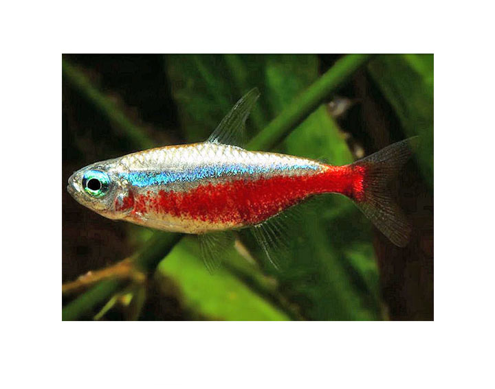 Néon Rouge - Cardinalis