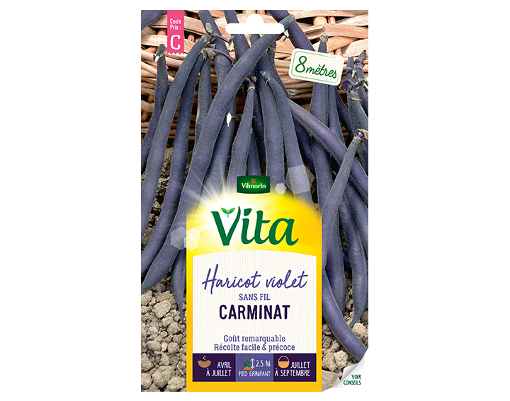 Haricot violet Carminat Vita de Vilmorin