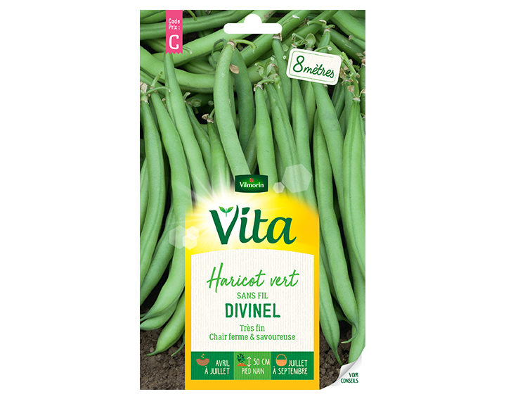 Haricot vert Divinel Vita de Vilmorin