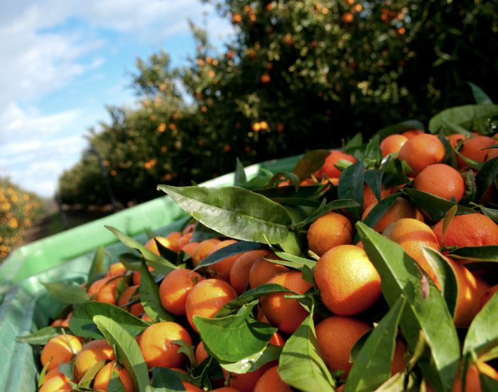 La clémentine de Corse 