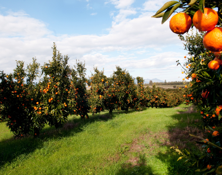 La clémentine de Corse 