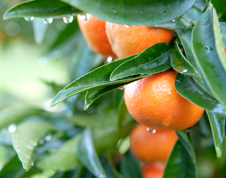 La clémentine de Corse