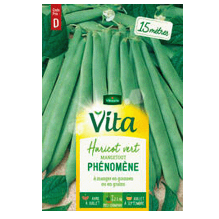 HARICOT PHENOMENE - SEMIS POUR 15M