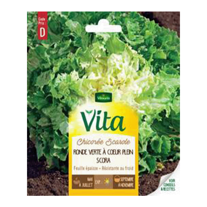 CHICOREE SCAROLE RONDE VERTE SCORA