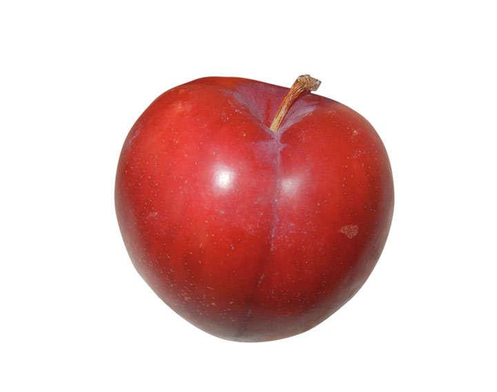 ESTIVA® Friandise