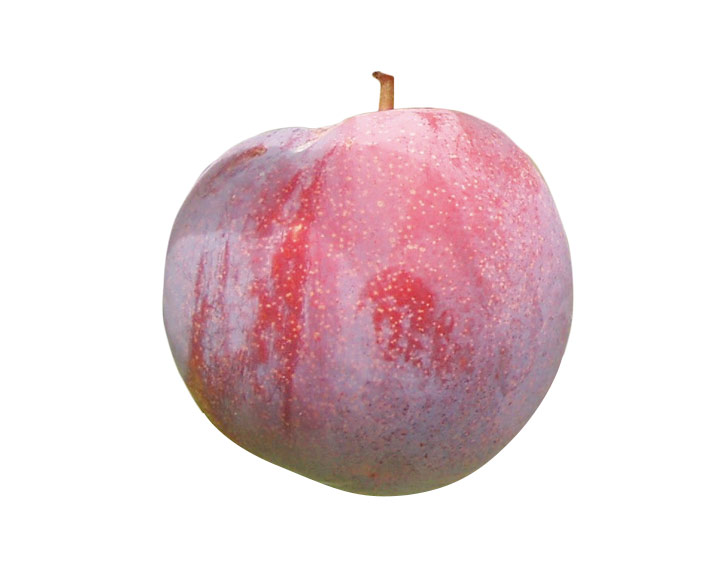 ESTIVA® Grenadine