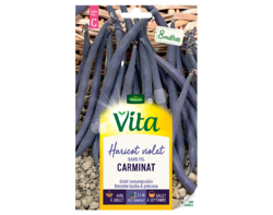 Haricot violet Carminat Vita de Vilmorin
