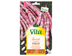 Haricot à écosser Vivaldi Vita de Vilmorin