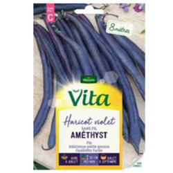HARICOT AMETHYST - SEMIS POUR 8M