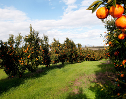 La clémentine de Corse 