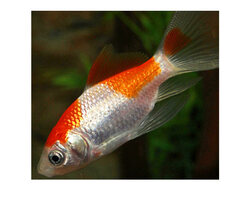 Poisson rouge et blanc - Comète Sarasa