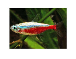 Néon Rouge - Cardinalis