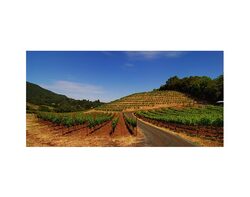 Les vignobles californiens