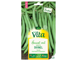 Haricot vert Divinel Vita de Vilmorin