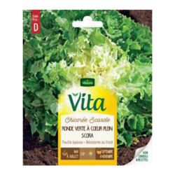 CHICOREE SCAROLE RONDE VERTE SCORA