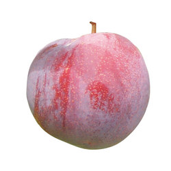 ESTIVA® Grenadine